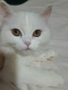 قطط شيرازى بيور للبيع 