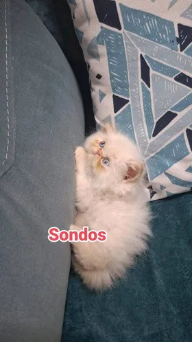 قطط هيمالايا 