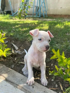 Pitbull 
