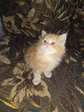 قط شيرازي