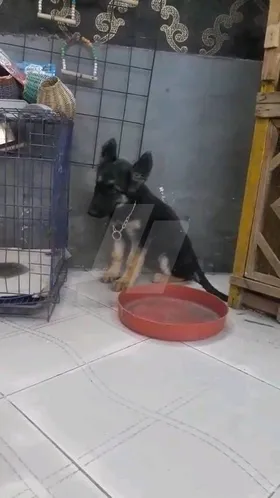 dog