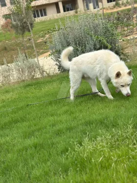 Husky 