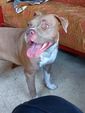 للبيع نتاية بيتبول سنه و نص داخله علي حيضة بسعر مغري  pit bull   