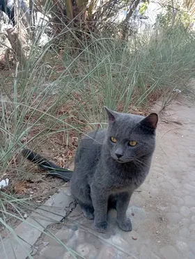 Domestic shorthair