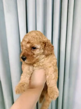 toy poodle 🐩