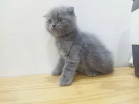 قطط اسكوتش Scottish fold and straight males 