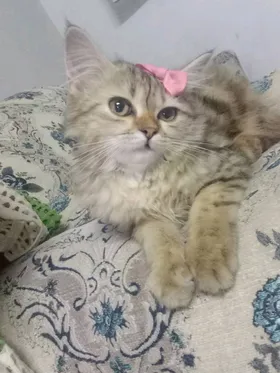 قطط للتبني