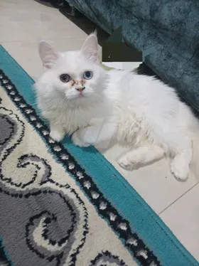 قطه 