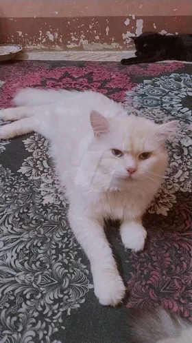 قط للتبني 