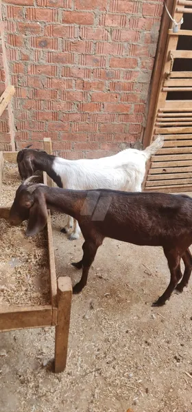 ماعز بور 