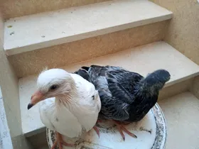جوز حمام رومى ولاحم خليط 