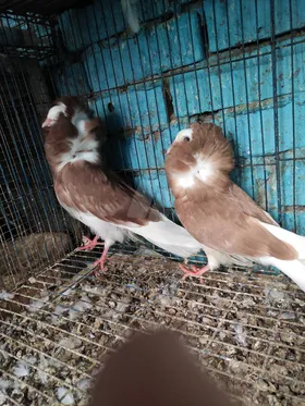 حمام زينه 