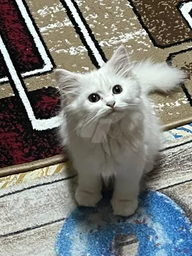 قطه شيرازي