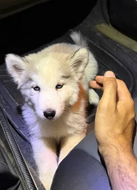 Female Husky Long Hair