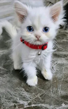 قطط شيرازي عمر اقل من شهرين ذكر وانثي