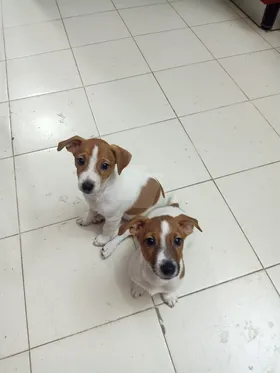 جراوي جاك راسل 