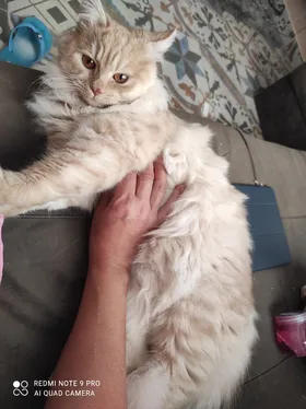 قطه شيرازي للتبني