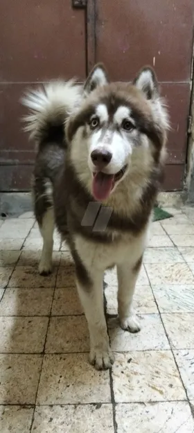 هاسكي سيبيري..للبيع او للجواز 