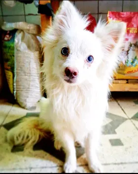 دكر لولو فرنساوى بيور للبيع