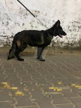 جروايه جيرمان سيبل للبيع