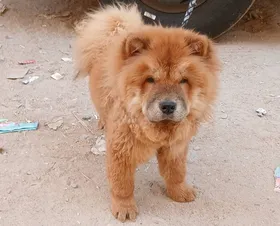 كلبةنشاو تشاو