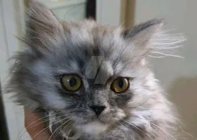 قطط شيرازى بيور للبيع 