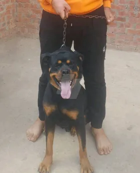 كلب روت وايلر