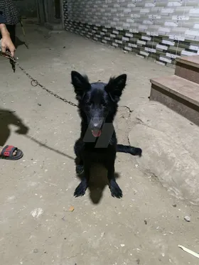 كلب رويال بلاك