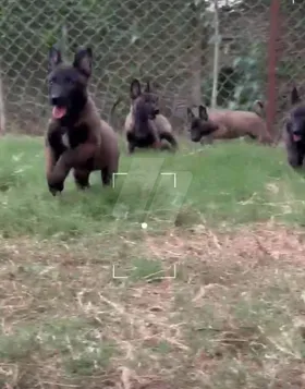 جراوي ملينو شربوني