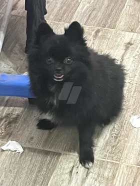 Pomeranian male