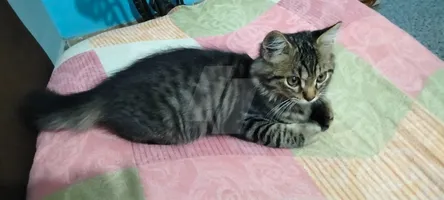 قط شيرازي الماني