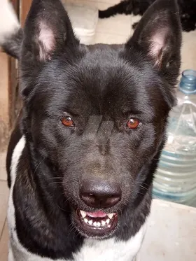 ولد وبنت اميركان اكيتا