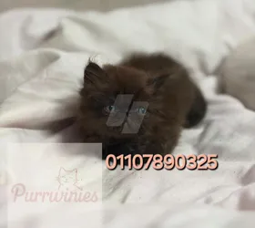 قط زورار شوكولاتة نادر للبيع – أصول مستوردة