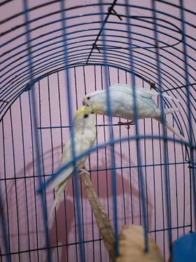 عصافير استرالي