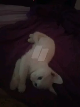 بلدي و شيرازي