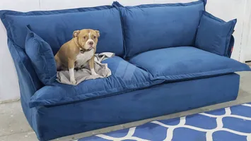 للبيع نتايه بيتبول امريكان