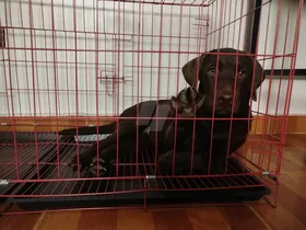 Chocolate 🍫 Labrador 