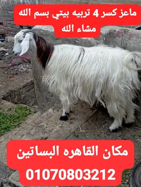 ماعز تربية بيتي