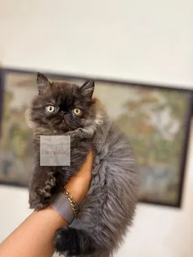 قط زورار  بيرشن ٦٠ يوم لون نادر للبيع – أصول مستوردة