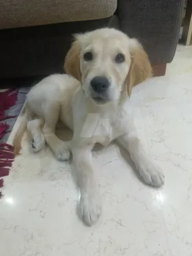 بنوته جولدن