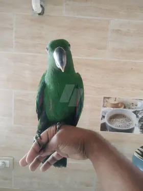 ذكر اكلكتيوس 