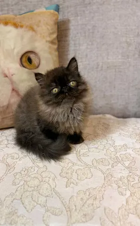 لبيع قط عمر شهرين زورار لون نادر أصول مستوردة 