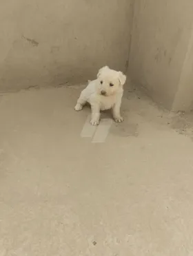 وايت جيرمن لونج هير 