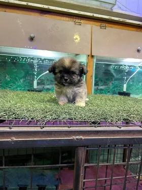 دبدوب ميني بيكينيز للبيع 