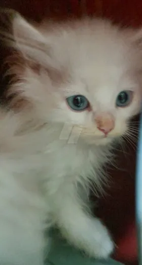 ٥ قطط شيرازى بيور للبيع 