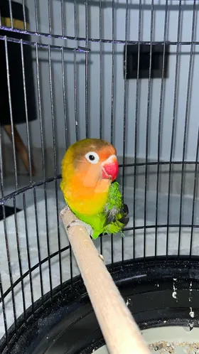 ببغاء فيشر جرين