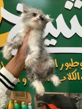 دباديب شيرازي بيور