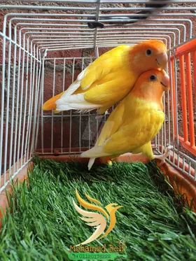 روز اوبلاين اورنج 