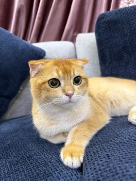 ذكر سكوتش فولد بيور ny11