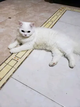 قط ذكر شيرازي